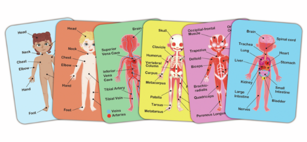 Rompecabezas mágnetico Cuerpo humano - Imagen 3